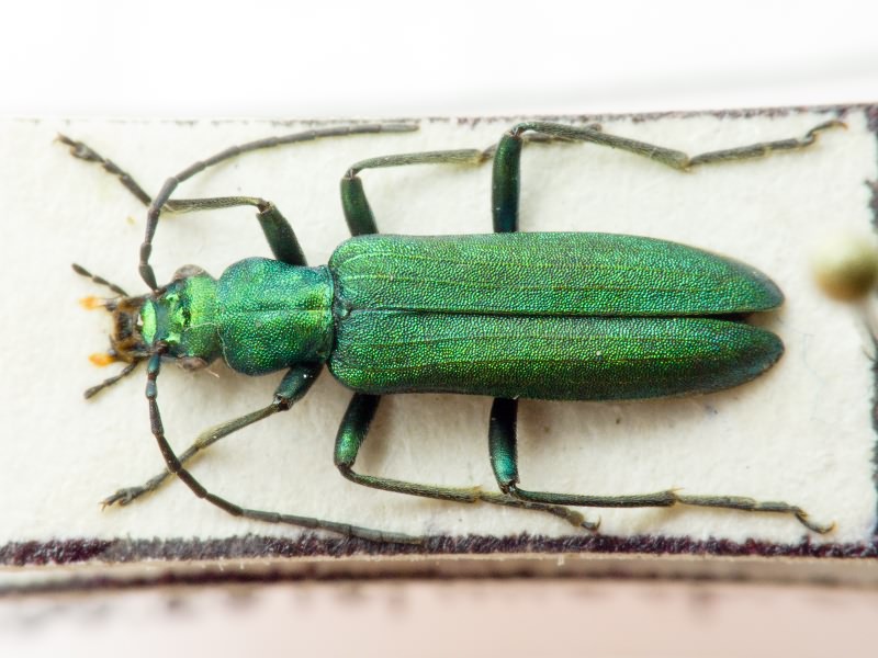 Chrysanthia varipes planiceps Kiesenwetter, 1878